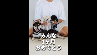 【生後30日目】無事に1ヵ月を迎えたハッピーファミリー #Shorts