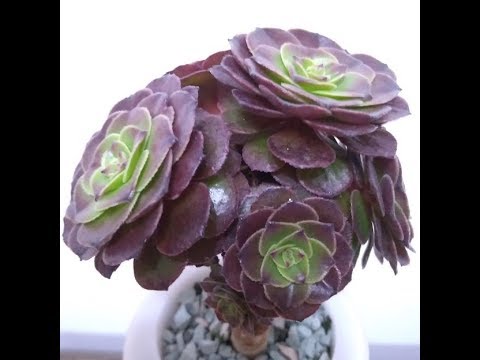 多肉植物 萬聖節法師 室內水培 水耕 Youtube 多肉植物 萬聖節法師 室內水培 水耕 Youtube