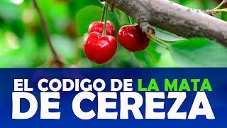 El Código de la Mata de Cereza -Evangelista Juan Manuel Medrano
