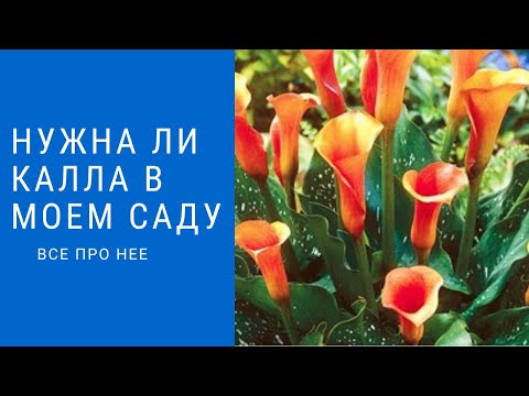 Нужна ли Калла в саду? /Все про нее/ Я думаю что после просмотра Вы согласитесь - Нужна!
