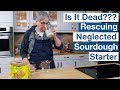 Can You Rescue SourDough Starter After 6 Months Of Neglect