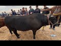 26 октября 2025 г. ТУРТКУЛЬ МОЛ БОЗОР НАРХЛАРИ
