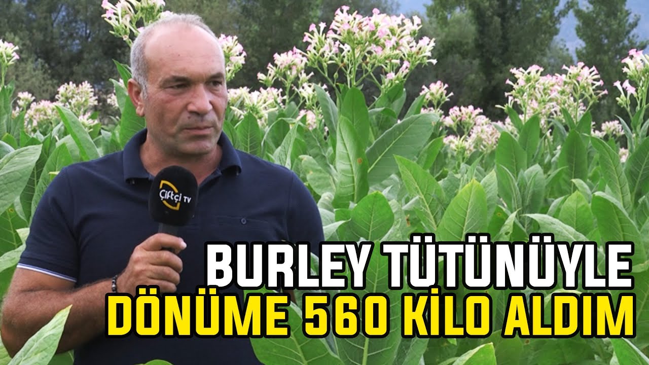 Burley Tütünüyle DÖNÜME 560 KİLO ALDIM!