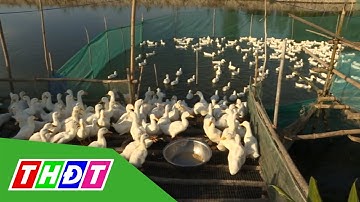 Tìm lợi nhuận từ kết hợp lúa - cá - vịt | THDT