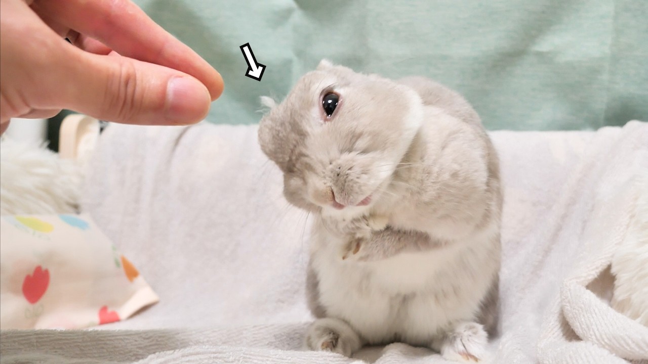 うさぎさんの頭にいつのまにか謎の綿毛が定着してしまっていたので引っこ抜いてみた結果・・・