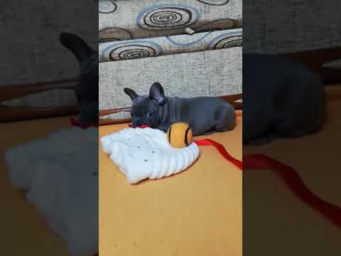 TomKingsKennel Tito 9 camera iphone 8 plus apk