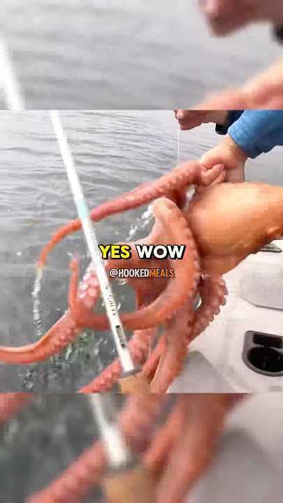 Rare Pacific Octopus Catch and Cook 😳🐙 Credit: ​⁠​⁠@deermeatfordinner 🔥