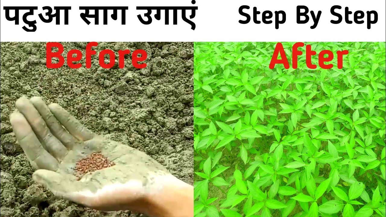 पटुआ साग कैसे उगाए Step By Step | Patua Saag Kaise Ugaye | Paat/Patwa ...