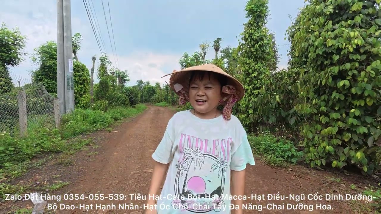 Cảnh Bà Con Hái Tiêu & Cười Xỉu Với Tiếng Đồng Bào Ở Quãng Ngãi || Hải Tí Hon