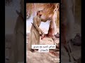 بنورشيد في السودان