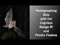 How to Photograph Bats with the Cognisys Range IR