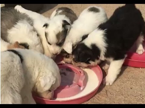 Rescue Dog - puppies rescue - YouTube