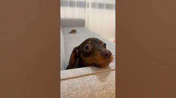 #JasonDeruloTV //That Eyes❤️#GotPermissionToPost From @thedachsundcacau#HandsOnMe