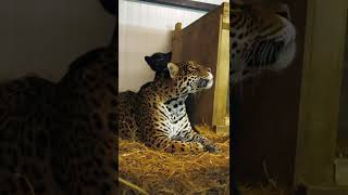 Black jaguar cub climbs on mum!  #shorts