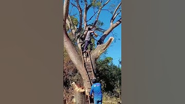 The moment when the tree-cutting accident happened #satisfying #giant #tree #oddlysatisfying #asmr
