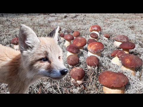 СОБИРАТЬ ГРИБЫ ТОЖЕ НАДО УМЕТЬ! Показываю как это ДЕЛАТЬ ПРАВИЛЬНО! Боровой гриб