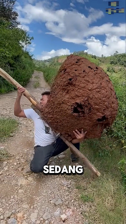 Ukuran dan Bentuknya Bikin Tercengang, Apa Ini? #shorts