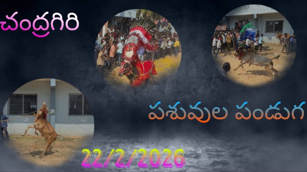 చంద్రగిరి. పసువుల పండగ /22/2/2026