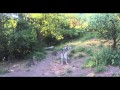 Mexican wolf dad at Wolf Haven shows pups how to howl