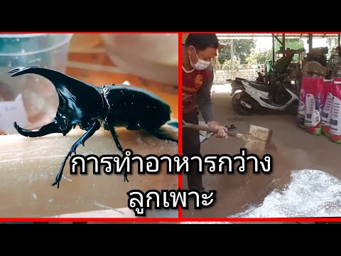 วิธีทำอาหารด้วงกว่าง (แมท กว่าง)อย่างง่าย เหมาะสำหรับสายเพาะ
