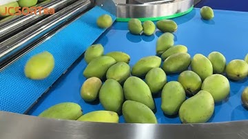 JCSORT mango cleaning sorting line, mango sorting machine, fruit grader, mango sizer.