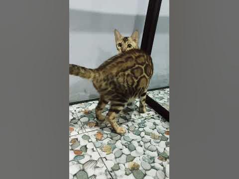 kucing Bengal Hamil Besar - YouTube