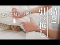 引越し初日！怖がり猫さんの反応が可愛すぎ（笑）