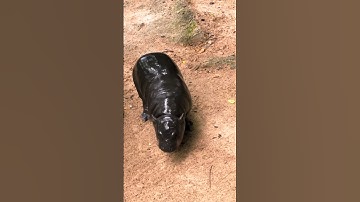 Moo Deng – The Cutest Baby Pygmy Hippo Taking Over the Internet 🦛❤️ #video #short #animals #viral
