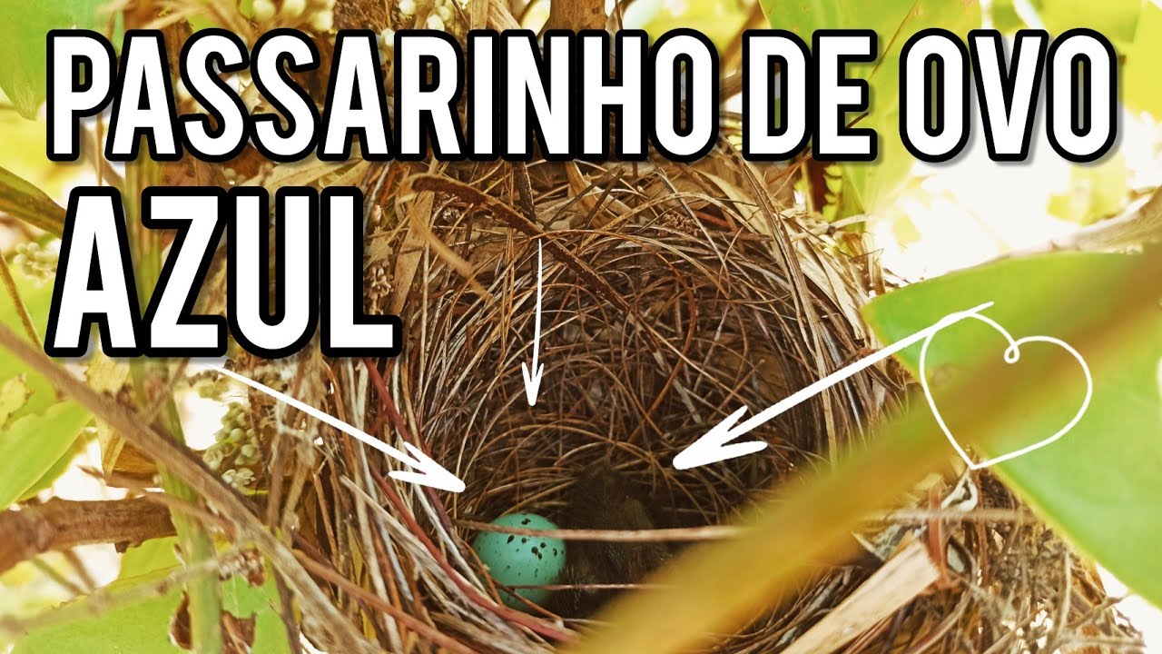 Ninho de passarinho com um peloco e um ovinho lindo 🤩 ovo azul, image size:1280x720