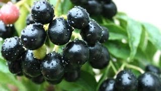 Syzygium Cumini Indian Blackberry Jambolan Youtube