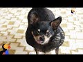 Overweight Chihuahua Finds The Perfect Mom To Help Her Get Healthy | The Dodo