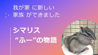 我が家に新しい家族ができました  - シマリス “ふー” の物語 -