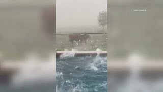 Texas bull caught on camera escaping hailstorm: 'They're pretty resilient'