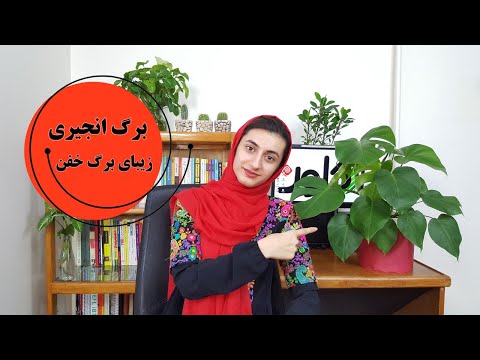 تصویری: گیاهان سرپوشیده گلدار بی تکلف (26 عکس): مراقبت از ساده ترین گلهای خانه چیست؟ زیباترین و ماندگارترین گلها