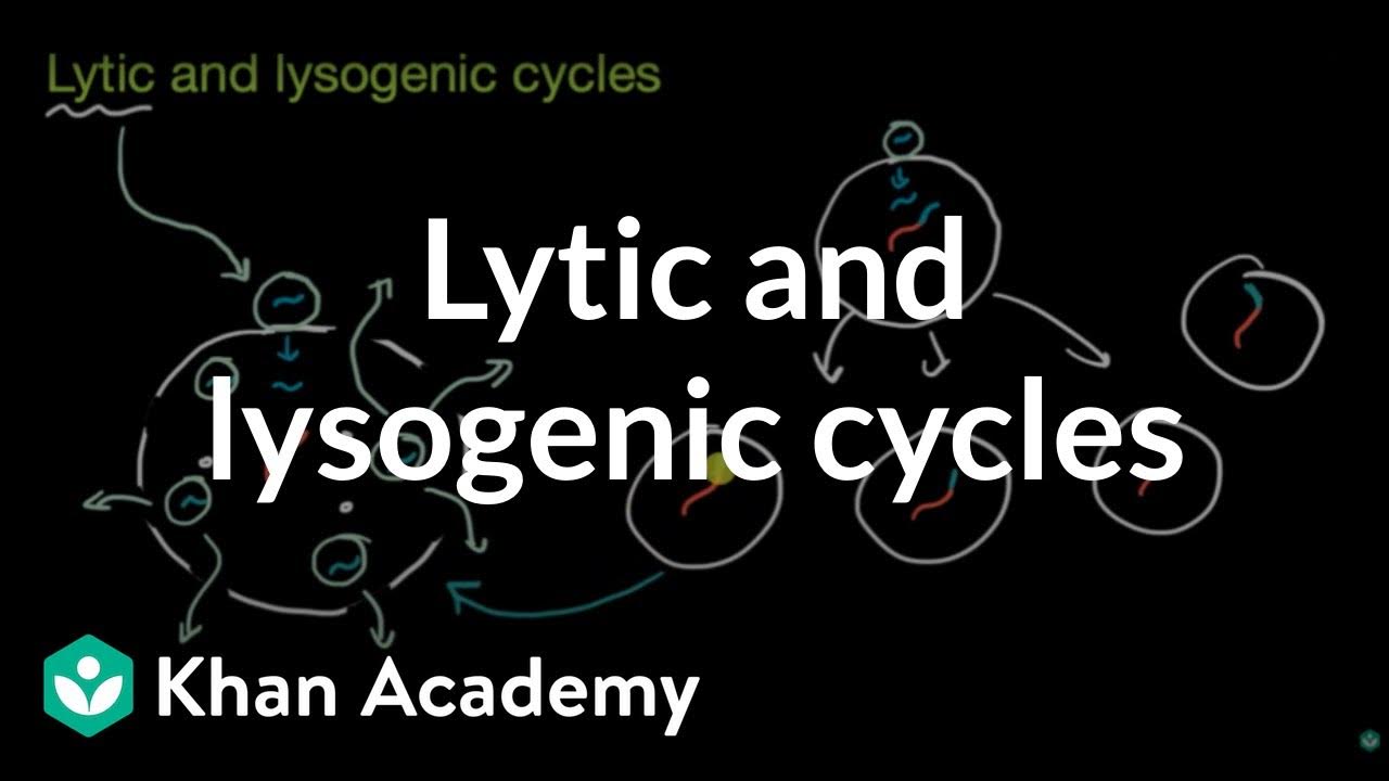 Lytic and lysogenic cycles Viruses High school biology Khan