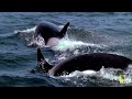 Discovering Deadly Killers | World's Deadliest MEGA Episode | Nat Geo Animals