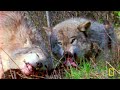 Discovering Deadly Killers | World's Deadliest MEGA Episode | Nat Geo Animals