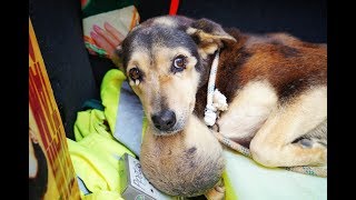 Perrita abandonada en una perrera con un monstruo colgando del cuello !