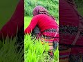 Dhan Ko Biu Ukheldai Keeploving Villagelife Farminglife Youtubeshorts Dhan Ko Biu Ukheldai Keeploving Villagelife Farminglife Youtubeshorts
