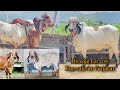 Gircow breedig gir cow for sale in gujarat