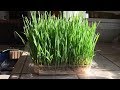 How to Grow WheatGrass Without Soil in 12 Days | Daisy Creek Farms