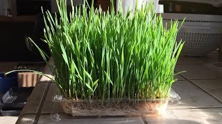 How to Grow WheatGrass Without Soil in 12 Days | Daisy Creek Farms