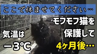 【保護】人間に捨てられた？-3℃の寒さの中助けを求めてきた長毛猫を保護して４ヶ月が経ちました