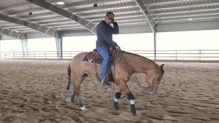 Learn How To Put Your Horse In Reverse