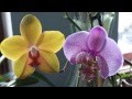 Опыление орхидеи. Перекрёстное опыление и сам на себя. Phalaenopsis pollination