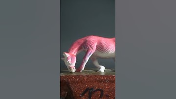 macro video the top #macro #satisfying #shorts #youtube#asmr  #youtubeshorts