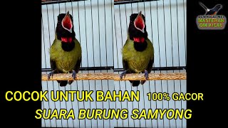 Suara Pikat Burung Samyong cocok untuk Bahan dijamin gacor