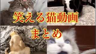 猫動画 歯磨きされて驚く猫の表情wおもしろ系gifアニメ Youtube