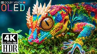 Incredible 4K Video HDR Clarity | Real 60FPS Dolby Vision OLED TEST (8K/4K Ultra HD) | 4K SCENIC UHD