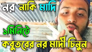 ১মিনিটে কবুতরের নর মাদি চিনুন | কবুতর নর মাদি চেনার উপায় | kobutorer nor madi chenar upay | Kobutor